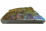 Iridescent Ammolite (Fossil Ammonite Shell) - Alberta, Canada #143520-1